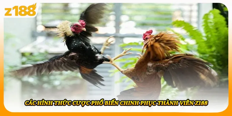 Các hình thức cược phổ biến chinh phục thành viên Z188
